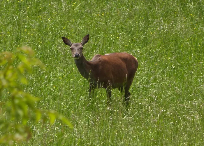 Frühstückspension Giardino Tra I Laghi